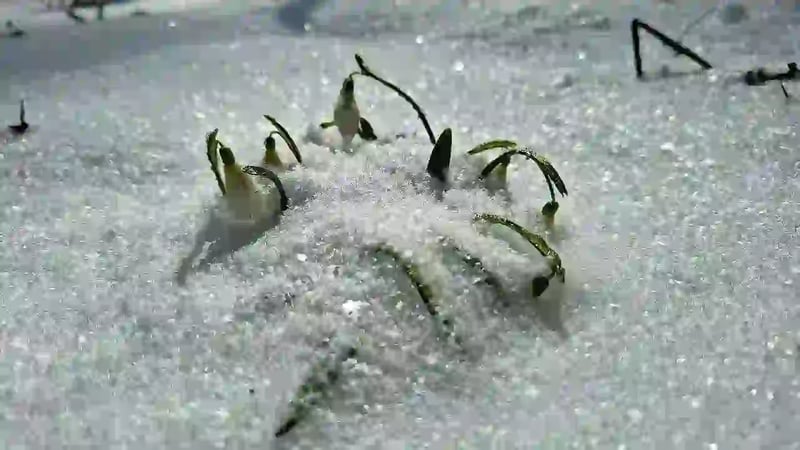 article cover photo