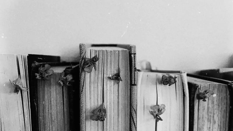 cover photo